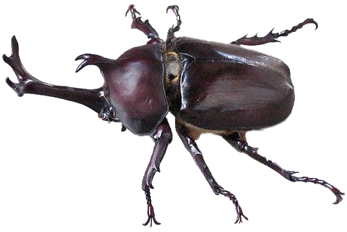 Rhinoceros beetle
