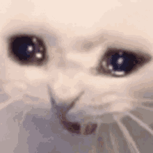 A gif of a crying cat that's shaking